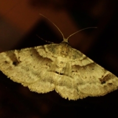 Syneora hemeropa (Ring-tipped Bark Moth) at Cook, ACT - 3 Apr 2024 by CathB