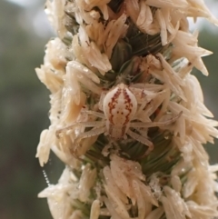 Thomisidae (family) (Unidentified Crab spider or Flower spider) at Cook, ACT - 31 Mar 2024 by CathB