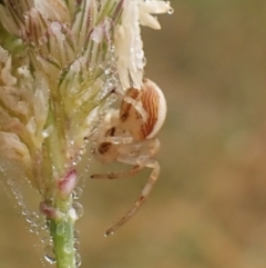 Thomisidae (family) at Mount Painter - 1 Apr 2024