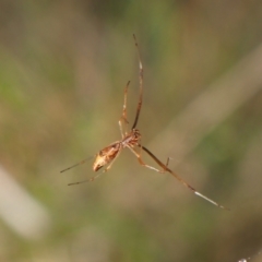 Argyrodes sp. (genus) at Cook, ACT - 31 Mar 2024 by CathB