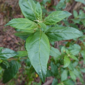 Prostanthera lasianthos at QPRC LGA - 21 Feb 2024 10:06 AM