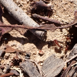 Papyrius sp. (genus) at Mount Painter - suppressed