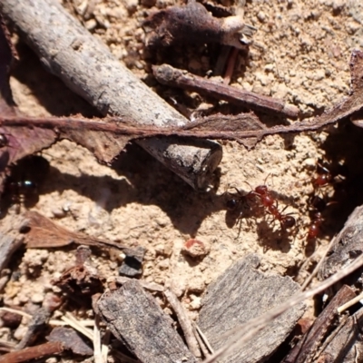 Papyrius sp. (genus) (A Coconut Ant) at Cook, ACT - 3 Apr 2024 by CathB