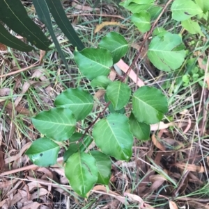 Pyrus calleryana at Lawson, ACT - 26 Jan 2024