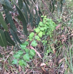 Pyrus calleryana at Lawson, ACT - 26 Jan 2024