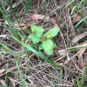 Pyrus calleryana at Lawson, ACT - 26 Jan 2024