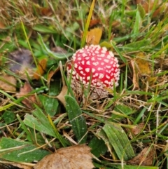 Amanita muscaria (Fly Agaric) at Captains Flat, NSW - 5 Apr 2024 by Csteele4