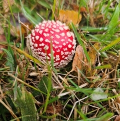 Amanita muscaria at QPRC LGA - 5 Apr 2024 01:40 PM