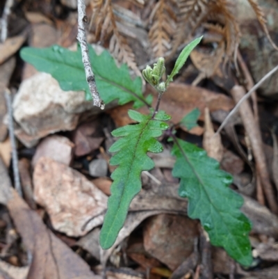 Arrhenechthites mixtus (Purple Fireweed) at Tallaganda National Park - 20 Feb 2024 by RobG1
