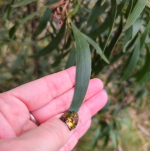 Acacia melanoxylon at QPRC LGA - 2 Apr 2024