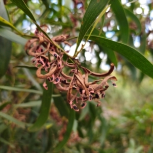 Acacia melanoxylon at QPRC LGA - 2 Apr 2024