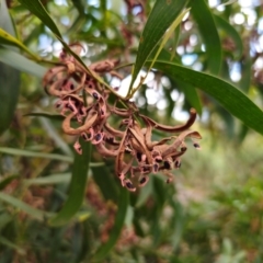 Acacia melanoxylon at QPRC LGA - 2 Apr 2024