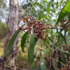 Acacia melanoxylon at QPRC LGA - 2 Apr 2024