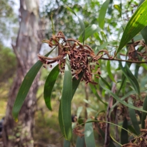 Acacia melanoxylon at QPRC LGA - 2 Apr 2024