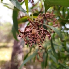 Acacia melanoxylon at QPRC LGA - 2 Apr 2024