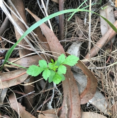 Fraxinus sp. (An Ash) at Lawson, ACT - 26 Jan 2024 by rainer
