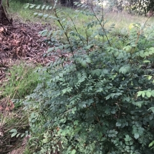 Fraxinus sp. at Lawson, ACT - 26 Jan 2024