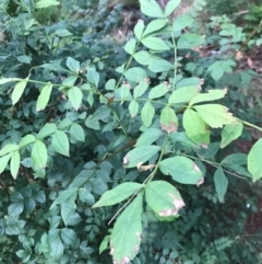 Fraxinus sp. at Lawson, ACT - 26 Jan 2024