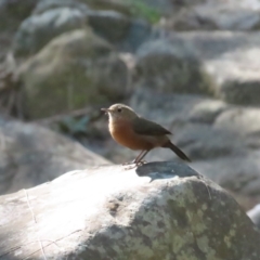 Origma solitaria (Rockwarbler) at Bungonia National Park - 3 Apr 2024 by BenW