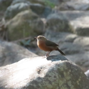 Origma solitaria at Bungonia National Park - 3 Apr 2024