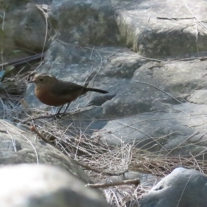 Origma solitaria at Bungonia National Park - 3 Apr 2024