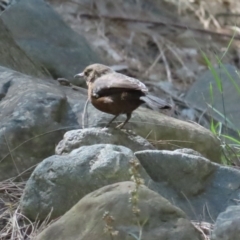 Origma solitaria at Bungonia National Park - suppressed