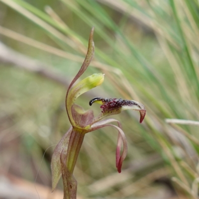 Chiloglottis reflexa (Short-clubbed Wasp Orchid) at Captains Flat, NSW - 20 Feb 2024 by RobG1