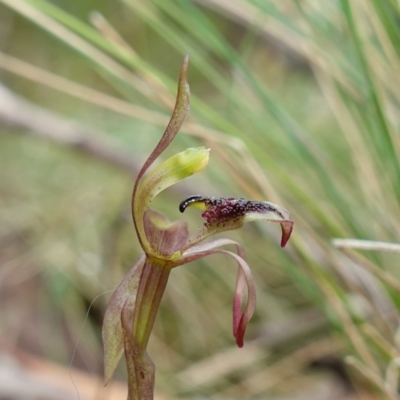 Chiloglottis reflexa (Short-clubbed Wasp Orchid) at QPRC LGA - 20 Feb 2024 by RobG1