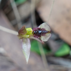 Chiloglottis reflexa at QPRC LGA - 21 Feb 2024