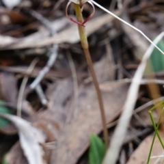 Chiloglottis reflexa at QPRC LGA - 21 Feb 2024