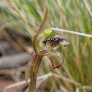 Chiloglottis reflexa at QPRC LGA - 21 Feb 2024