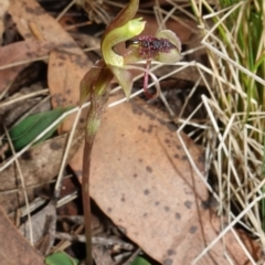 Chiloglottis reflexa at QPRC LGA - 21 Feb 2024