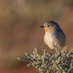 Pyrrholaemus brunneus at Broken Hill, NSW - 4 Apr 2024