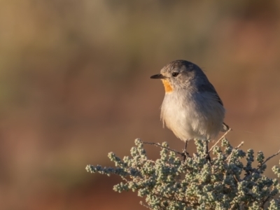 Pyrrholaemus brunneus (Redthroat) at Broken Hill, NSW - 3 Apr 2024 by rawshorty