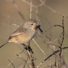 Pyrrholaemus brunneus at Broken Hill, NSW - 4 Apr 2024