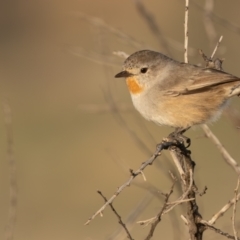 Pyrrholaemus brunneus at Broken Hill, NSW - 4 Apr 2024