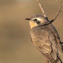 Chrysococcyx osculans (Black-eared Cuckoo) at Broken Hill, NSW - 4 Apr 2024 by rawshorty