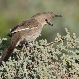 Psophodes cristatus at Living Desert State Park - 4 Apr 2024