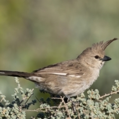 Psophodes cristatus at Living Desert State Park - 4 Apr 2024