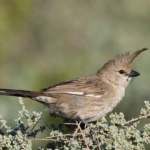 Psophodes cristatus at Living Desert State Park - 4 Apr 2024