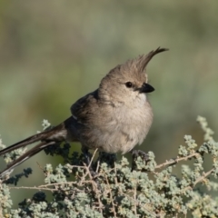 Psophodes cristatus at Living Desert State Park - 4 Apr 2024