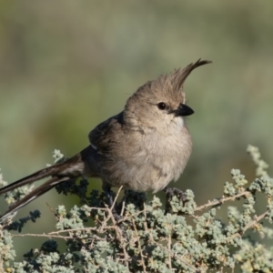 Psophodes cristatus at Living Desert State Park - 4 Apr 2024