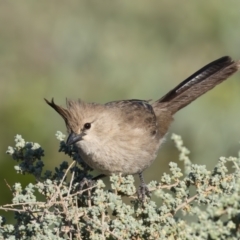 Psophodes cristatus at Living Desert State Park - 4 Apr 2024