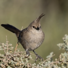 Psophodes cristatus at Living Desert State Park - 4 Apr 2024