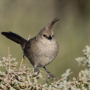 Psophodes cristatus at Living Desert State Park - 4 Apr 2024