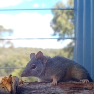 Antechinus flavipes at Rugosa - 3 Apr 2024