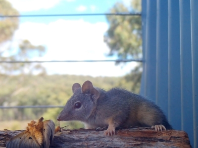 Antechinus flavipes (Yellow-footed Antechinus) at Rugosa - 3 Apr 2024 by SenexRugosus