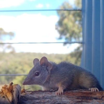 Antechinus flavipes (Yellow-footed Antechinus) at Yass River, NSW - 3 Apr 2024 by SenexRugosus