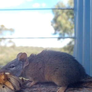 Antechinus flavipes at Rugosa - 3 Apr 2024 03:00 PM