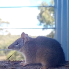 Antechinus flavipes at Rugosa - 3 Apr 2024 03:00 PM